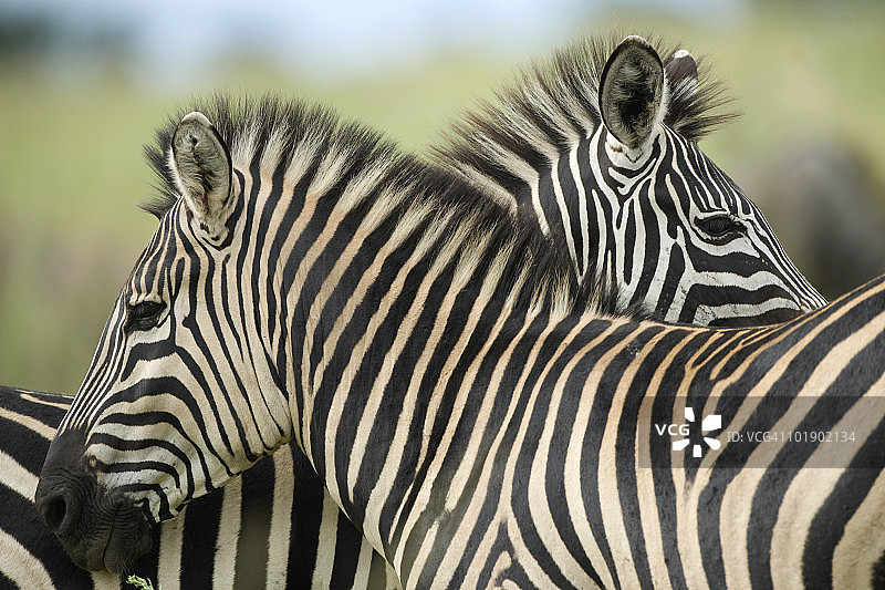 哈拉雷哈加野生动物园的平原斑马图片素材