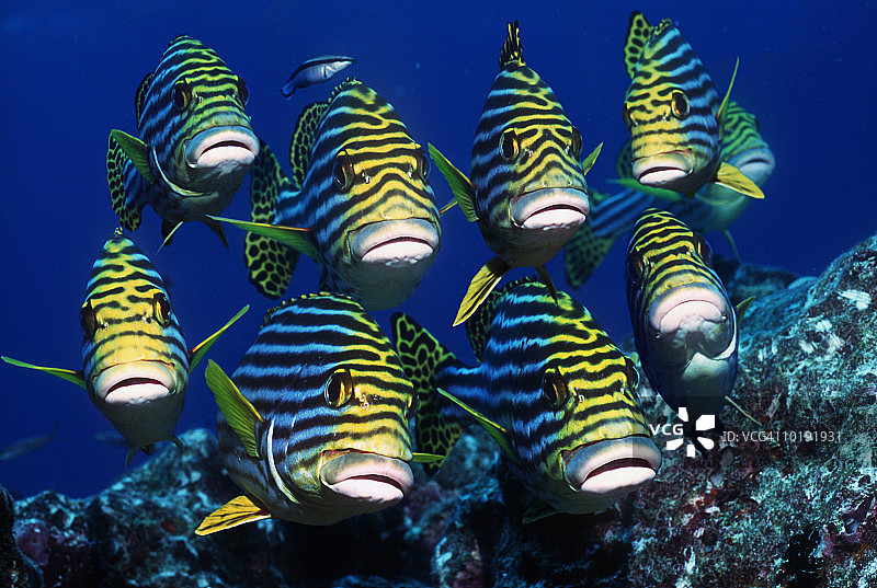 东方石鲈图片素材