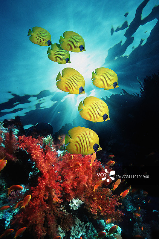珊瑚礁上的金色半月蝶鱼图片素材