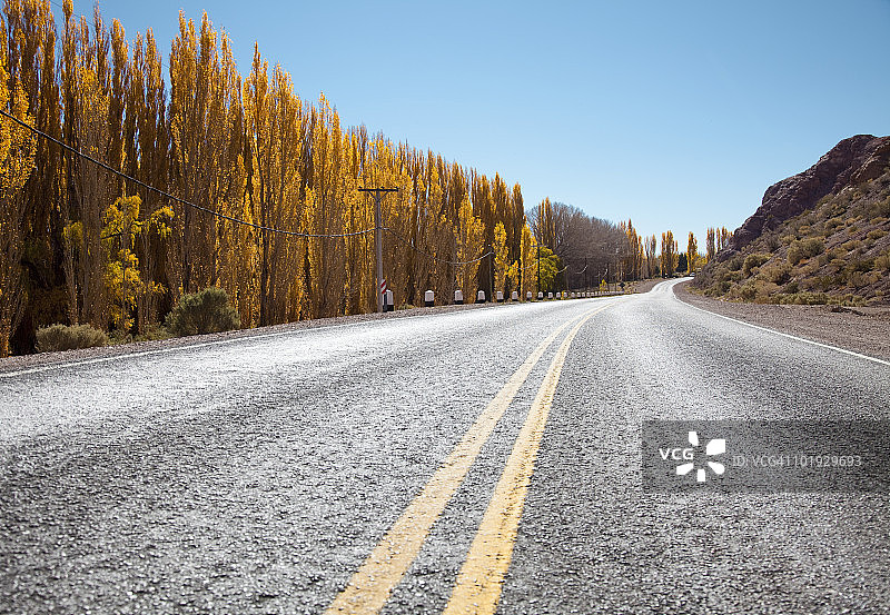 白杨树林立的乡村道路图片素材