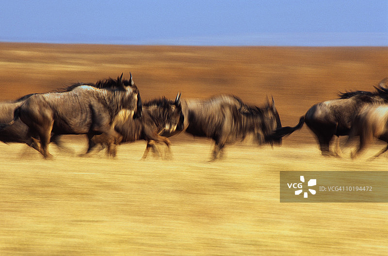 奔跑的角马（牛羚），肯尼亚马赛马拉图片素材