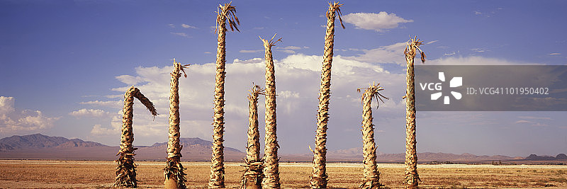 一群枯死的棕榈树，山峦云海图片素材