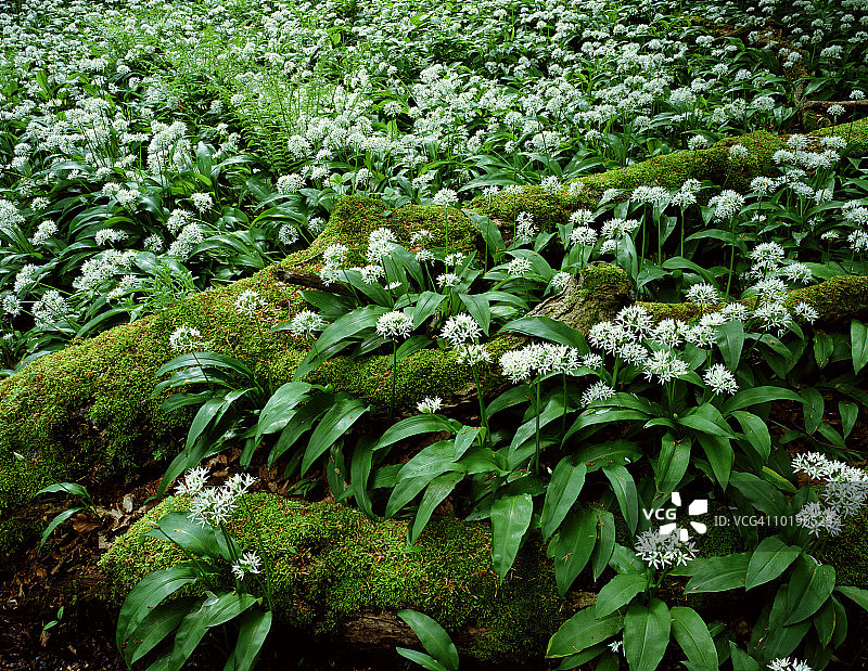 森林地面上生长的野生大蒜图片素材