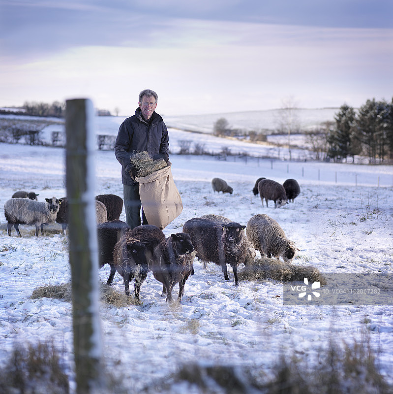在田野里放羊的牧羊人与雪景图片素材