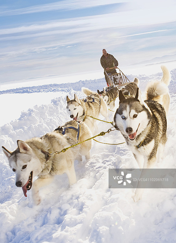 狗拉雪橇图片素材