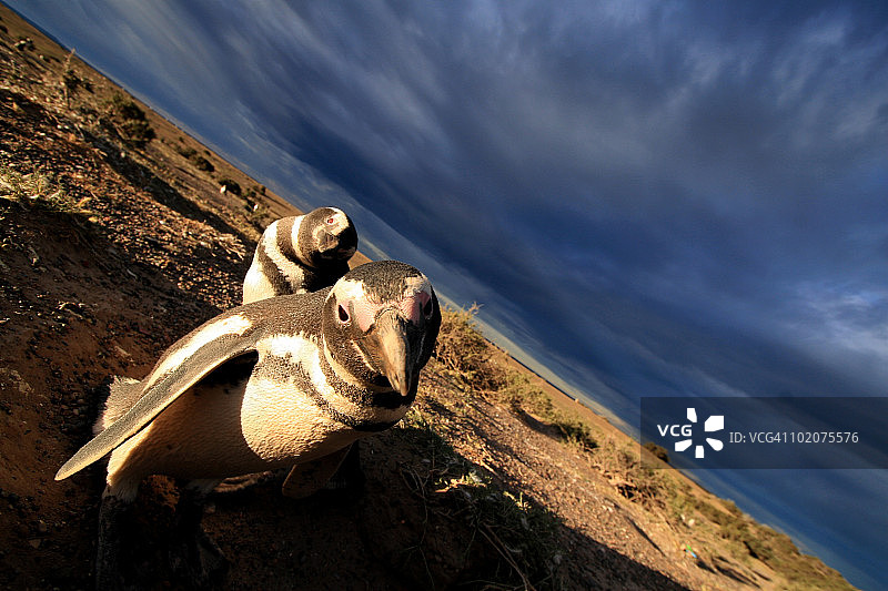 阿根廷丘布特省蓬塔汤博麦哲伦企鹅图片素材