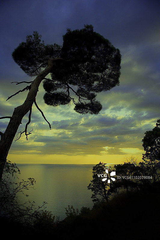日落时分，克里米亚巴拉克拉瓦海边的树木轮廓图片素材