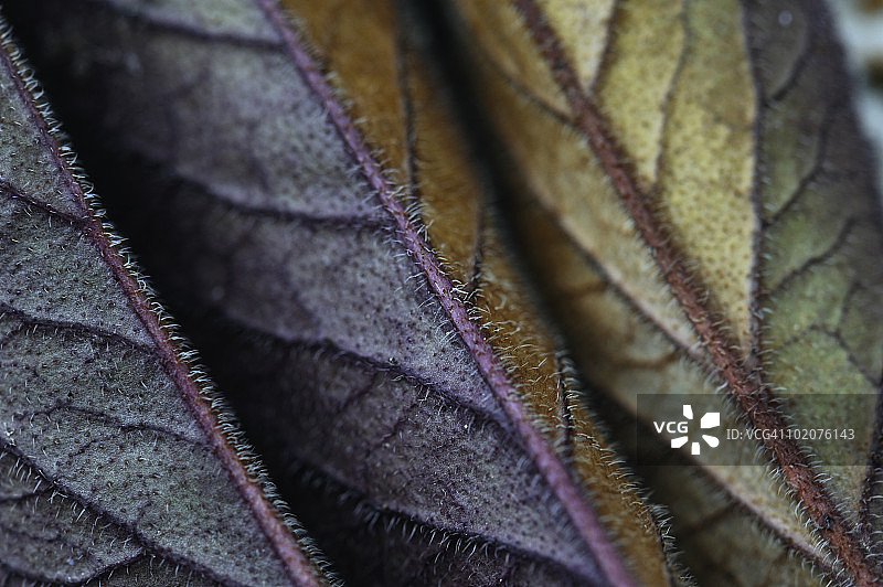 乌克兰克里米亚阿卢普卡秋叶图片素材