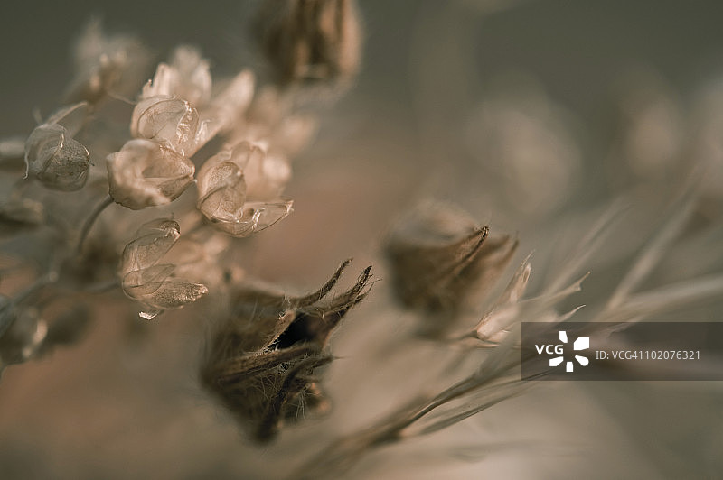 克里米亚阿卢普卡：阿卢普卡墙与干燥的山地植物图片素材