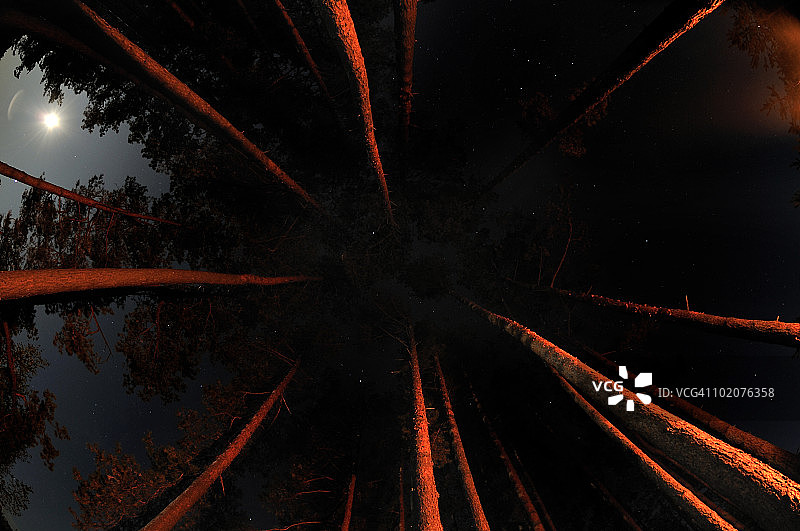 乌克兰日托米尔地区：夜晚树木的仰视，可见月亮图片素材