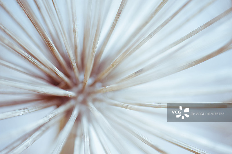 乌克兰克里米亚阿卢普卡阿卢普金斯卡亚墙干燥的植物头部图片素材