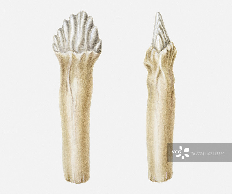 埃德蒙顿龙颊齿插画，白垩纪时期图片素材