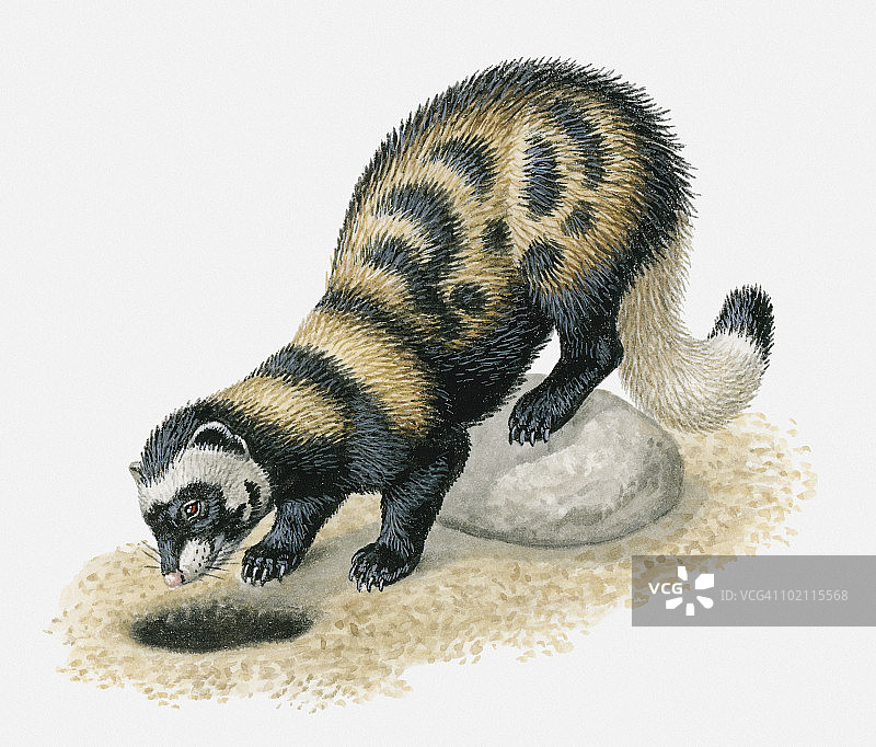 虎鼬探头出洞插画图片素材