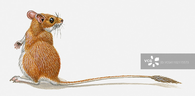 侏儒沙鼠（Gerbillus henleyi）后腿站立，头部轮廓，长尾巴插画图片素材