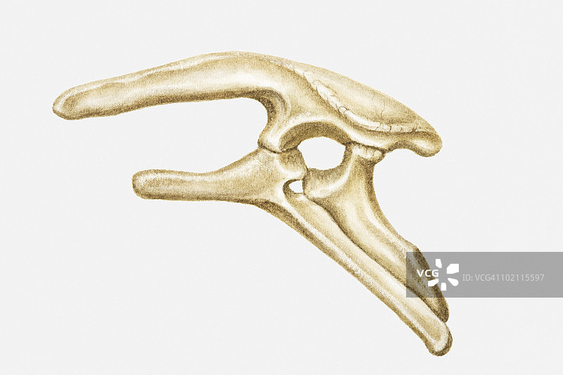 侏罗纪时期剑龙髋骨插画图片素材