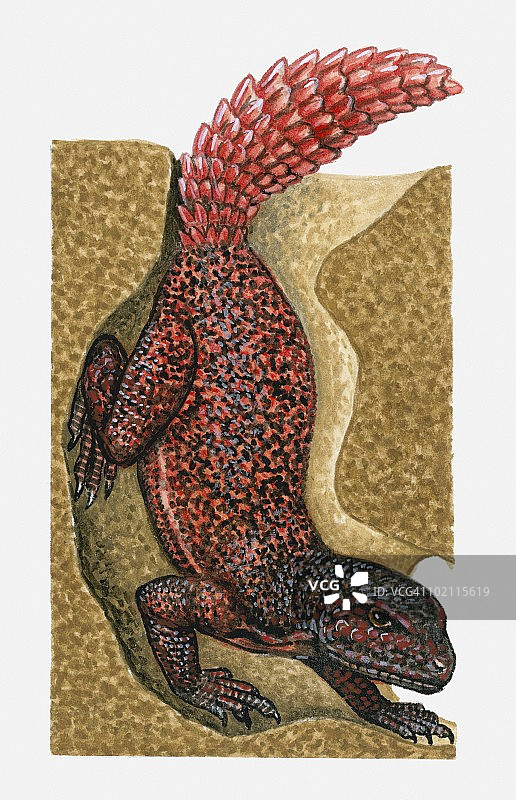 洞穴中红色和黑色斑点蜥蜴（Agama）插画图片素材