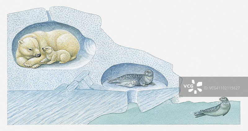 北极熊与幼崽和竖琴海豹与幼崽在冰穴中，以及水下海豹的插图图片素材