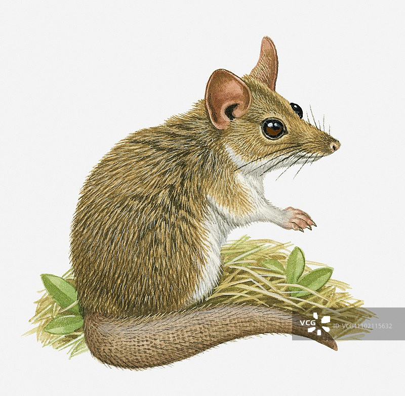 肥尾袋鼩插画图片素材