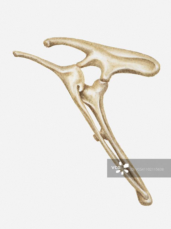 早期白垩纪时期棱齿龙（鸟脚亚目恐龙的一种）髋骨插画图片素材