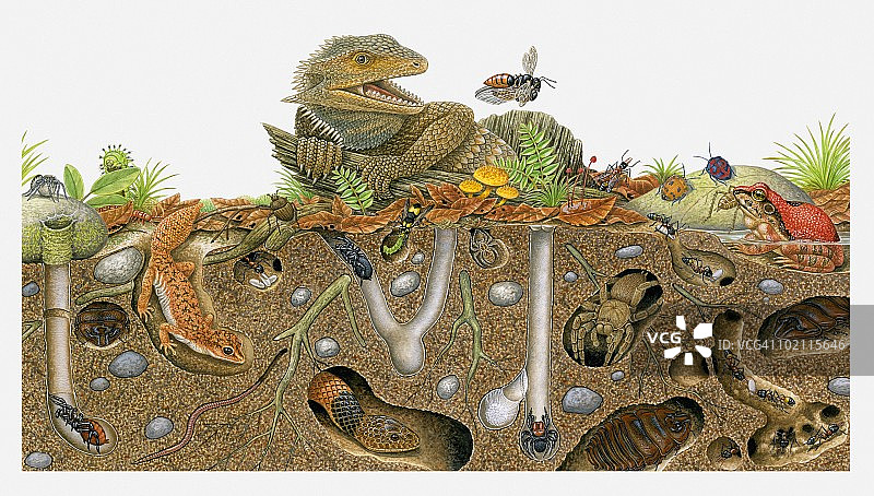 地上和洞穴里的动物插画图片素材