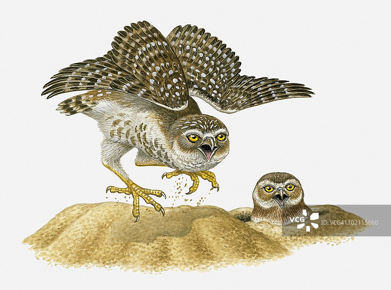穴鸮防御行为插画：洞穴里的猫头鹰在旁观看图片素材