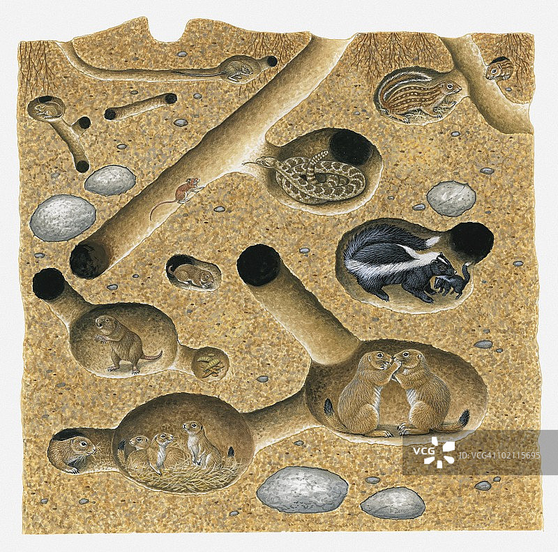十三纹地松鼠、条纹臭鼬等动物穴居系统插画图片素材