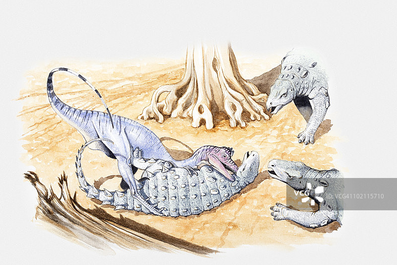 克里特纪，一只年轻的敏迷龙受到兽脚亚目恐龙的攻击，年长的动物赶来驱赶它的插画图片素材