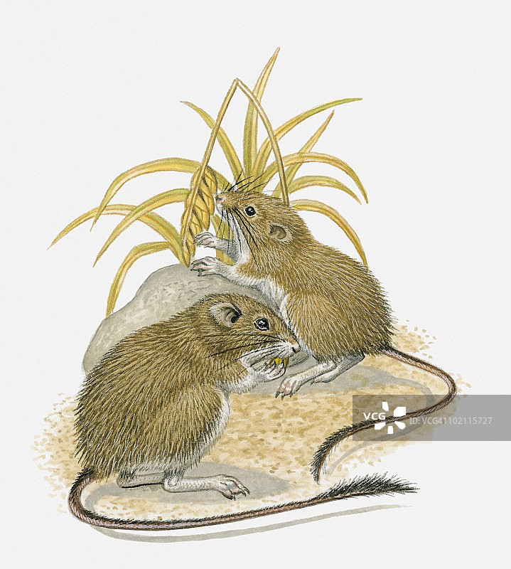 两只亚利桑那袋鼠在小麦地觅食插画图片素材