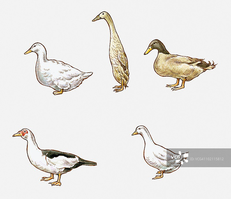 艾尔斯伯里鸭、印度跑鸭、卡其坎贝尔鸭、北京鸭和麝香鸭插画图片素材
