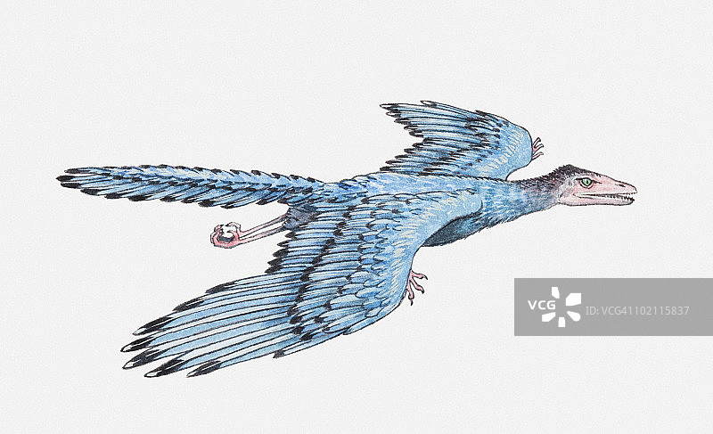 飞行中的始祖鸟插画，侏罗纪时期图片素材
