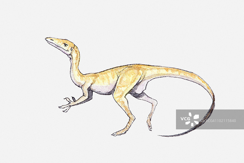 腔骨龙恐龙，三叠纪时期图示图片素材