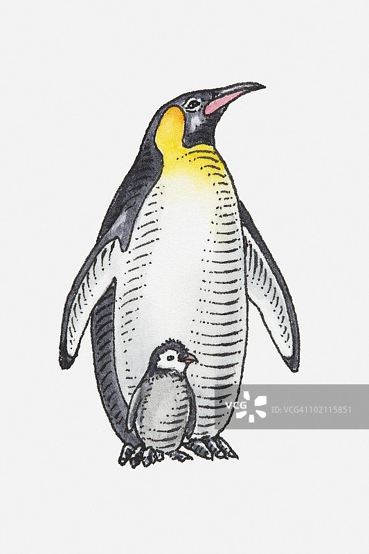 王企鹅（Aptenodytes patagonicus）与幼雏插画图片素材