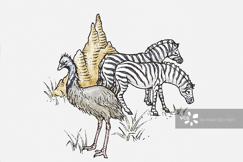 两只斑马、鸸鹋和白蚁巢穴的草原野生动物插画图片素材