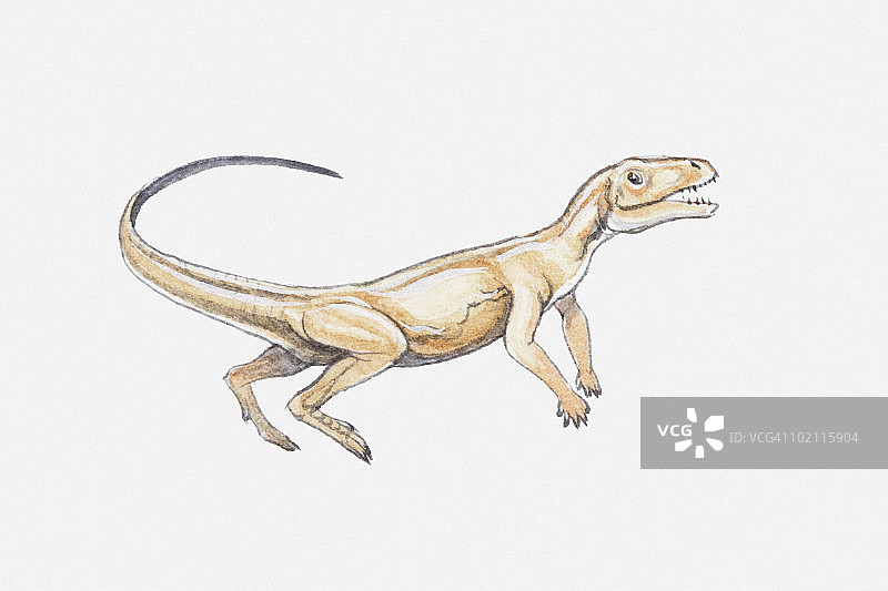 槽齿类动物插图，一种晚二叠纪-三叠纪时期的古龙图片素材