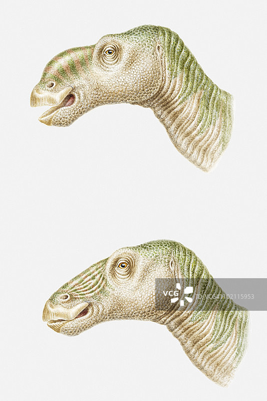 埃德蒙顿龙头部插图：正在鸣叫和静止状态，白垩纪晚期图片素材