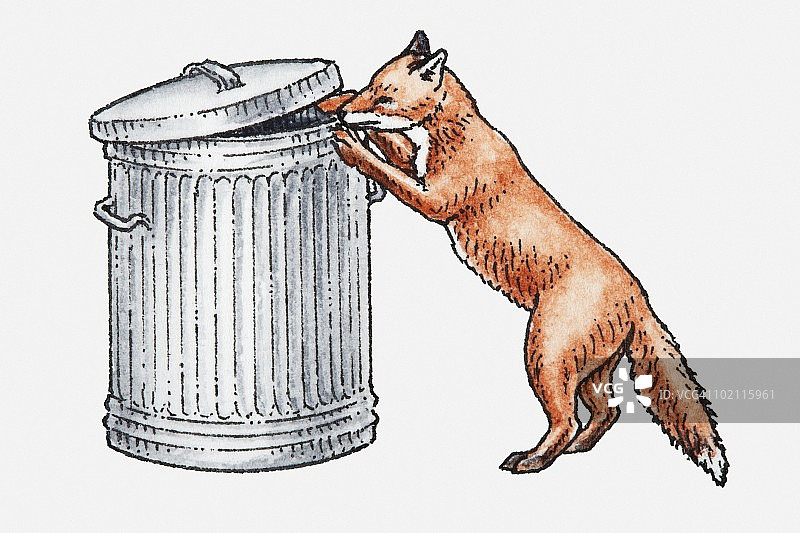 城市红狐在垃圾箱中觅食插画图片素材