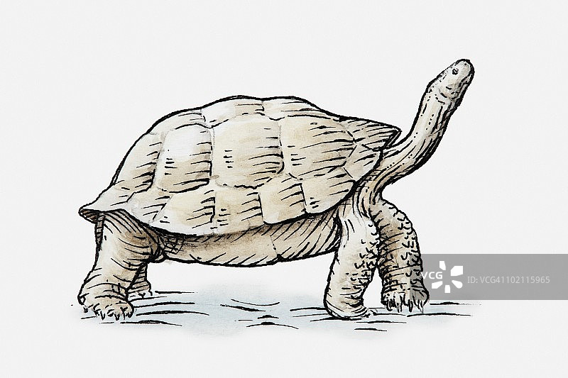 乌龟侧视图仰望插画图片素材