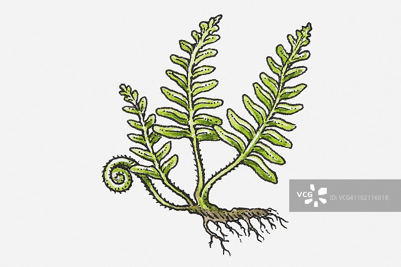 绿色蕨类植物插画图片素材