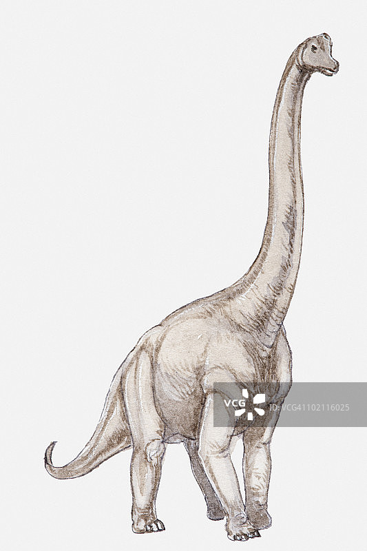 腕龙插图，侏罗纪晚期-白垩纪早期图片素材