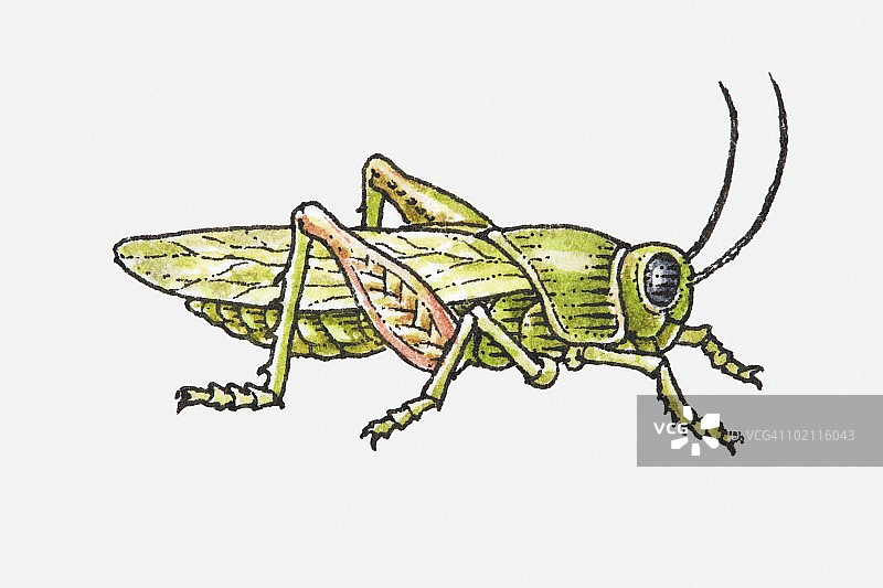 蝗虫侧视图插画图片素材