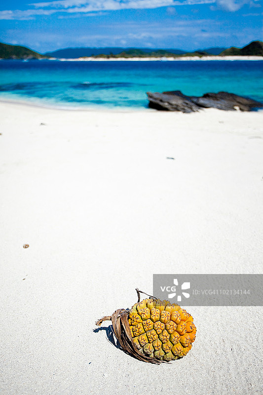 荒凉热带岛屿海滩上的露兜树图片素材