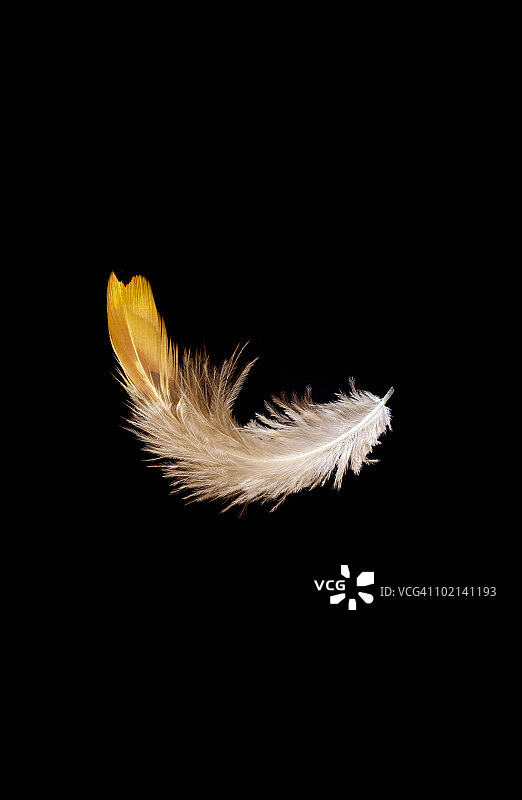 带有复制空间的棕色羽毛飘落图片素材