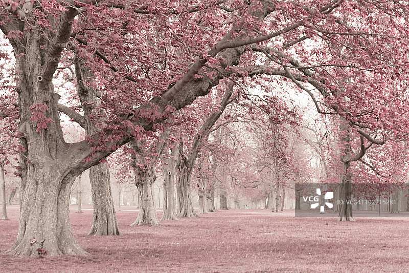伦敦肯辛顿花园图片素材