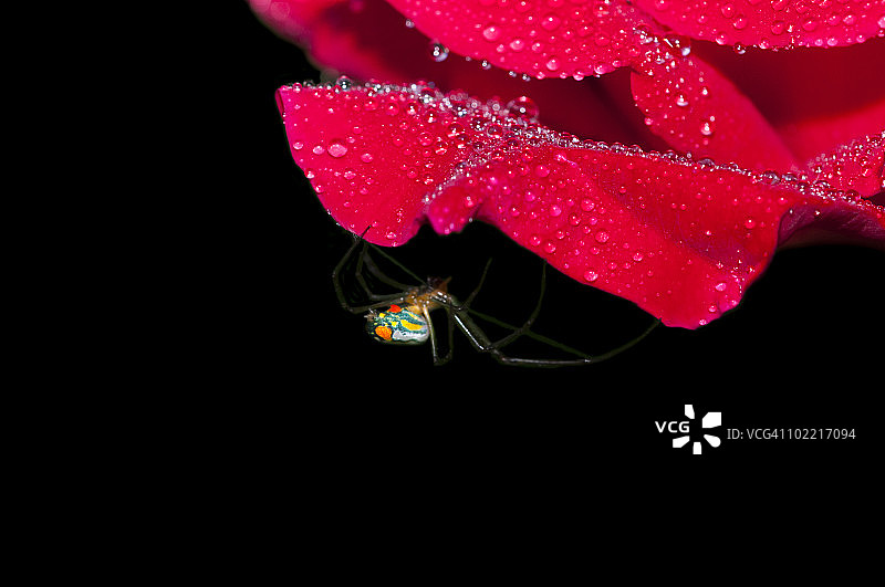 果园里的蜘蛛图片素材