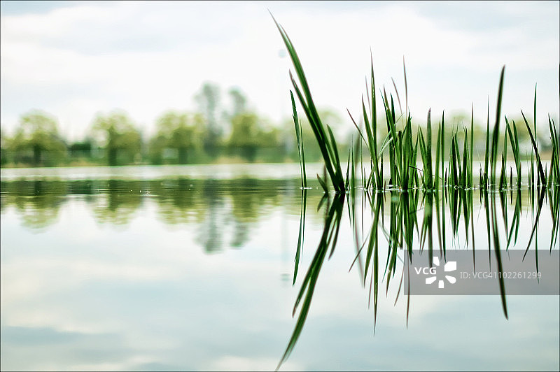 掷弹兵池塘图片素材