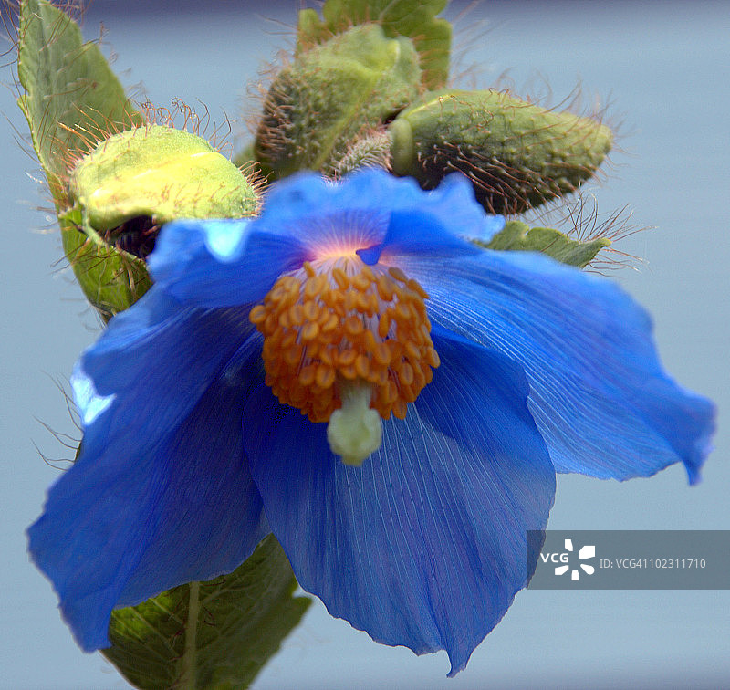 喜马拉雅蓝罂粟图片素材