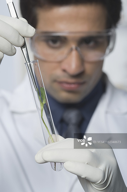 科学家在试管中检查植物图片素材