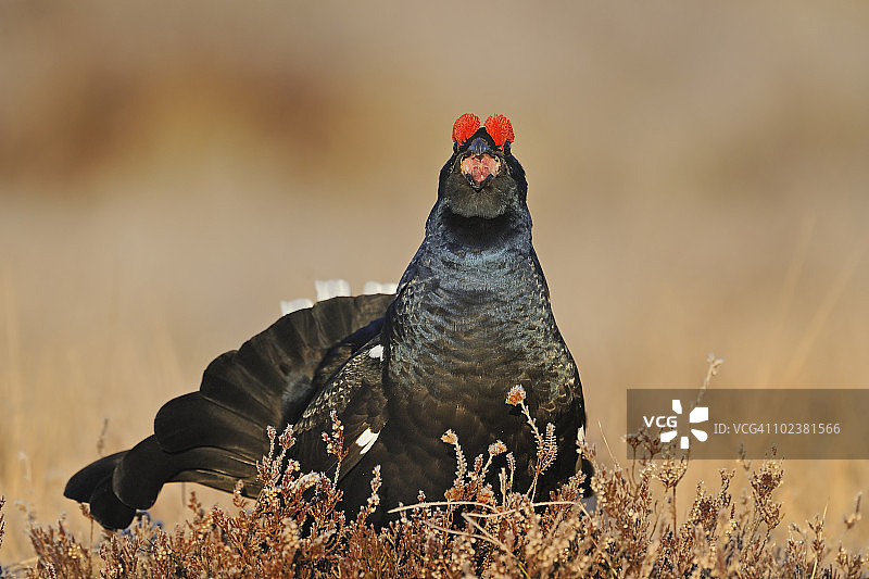 求偶场上的黑公鸡图片素材