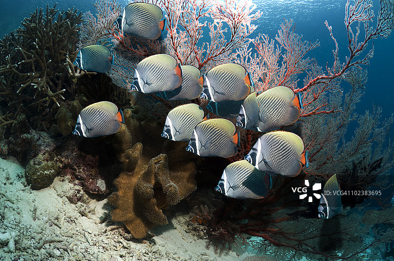 珊瑚礁鱼类图片素材