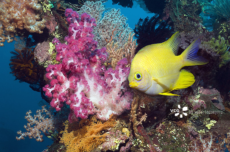 珊瑚礁鱼类图片素材